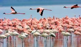 مهاجرت فلامینگوها به سواحل مکران