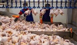 تامین مرغ ماه رمضان در خراسان شمالی به اندازه کافی