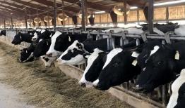 شفیعی: اجرای طرح جهش تولید در دامداری‌ها در آذربایجان شرقی آغاز شد