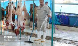 نظارت بر ذبح ۷ هزار رأس دام قربانی در خوزستان