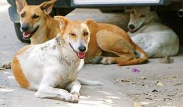 سوزاندن سگ‌ها در اسدآباد صحت ندارد