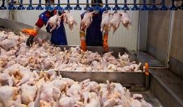 زمزمه‌های گرانی مرغ و پرواز قیمت‌ها در همدان