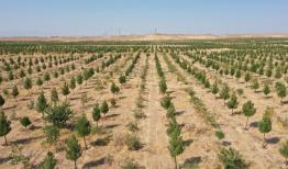 بازدید معاون وزیر جهاد کشاورزی از بزرگ‌ترین پارک جنگلی قم