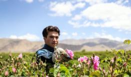 سهم ۷۱ درصدی تولید گل محمدی ایران در جهان 