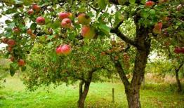 تولید ۱۲ میلیون تن محصولات باغی در سال گذشته