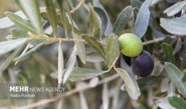 بهره‌گیری از آموزش‌های نوین باعث افزایش بهره‌وری در بخش کشاورزی می شود