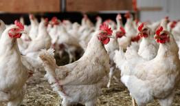 افزایش تولید گوشت و تخم‌مرغ در نژادهای اصلاح شده 