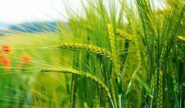 رشد ۲۸ درصدی تولید گندم در ۱۰ سال اخیر