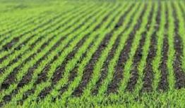 طرح جهش تولید در دیمزارهای ایلام کلید خورد