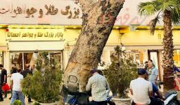 شمایل درخت تنومند بازار تهران ناگهان تغییر کرد!