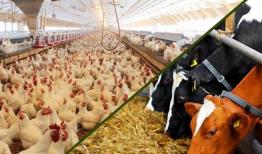 نهاده‌های دامی بدون تغییر قیمت توزیع می‌شود