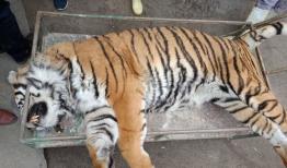 توضیح معاون محیط زیست مازندران درباره تلف شدن ببر در پارک حیات وحش الیمالات