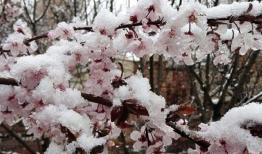  سرمازدگی 2 هزار میلیارد تومان خسارت زد