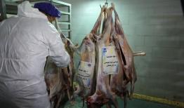 ذبح عظیم به مناسبت عید قربان در بوشهر برگزار شد