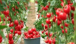 تدوین مدل یکپارچه فناورانه برای کاهش مصرف انرژی