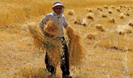 نیازی به واردات گندم برای تامین نان نداریم
