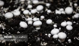 جعفرنژاد: آذربایجان‌شرقی با تولید ۴۳۲۰ تن قارچ از استانهای پیشرو است