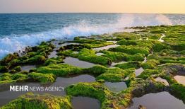 پرورش جلبک؛ ظرفیت نوین چابهار برای توسعه اقتصاد دریا محور