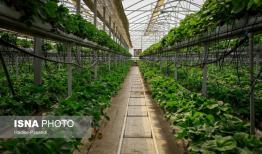 توسعه گلخانه‌ها محور اصلی جهش تولید در لرستان