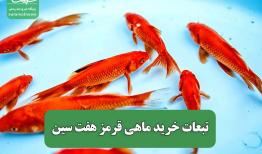 تبعات خرید ماهی قرمز هفت سین
