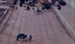 تصویر باورنکردنی از وضعیت پارک هنرمندان تهران