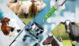 ممنوعیت ثبت سفارش ۹ قلم داروی دامپزشکی