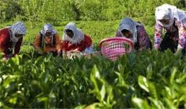خرید ۲۲ هزار تُن برگ سبز چای از چایکاران شمال