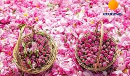 همایش «ایران، سرزمین گل محمدی» ۲۷ آبان برگزار میشود