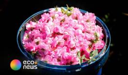  ضرورت تقویت موضع ایران در ثبت جهانی اسانس گل محمدی