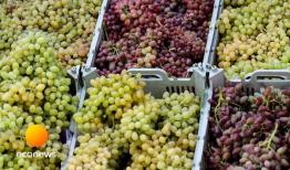 حذف ۵ محصول کشاورزی از لیست محصولات آب‌بر 