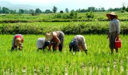 بانک‌ها مکلف به بخشودگی جرائم کشاورزان شدند