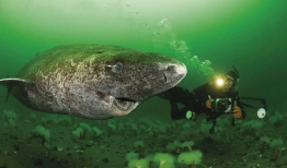 آشنایی با پیرترین موجود جهان با ۵۰۰ سال سن !