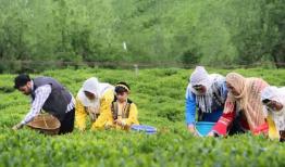 افزایش صادرات چای ایرانی به بازارهای خارجی