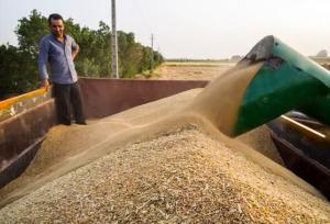۱۱۰۰ مرکز در کشور گندم کشاورزان را خریداری می‌کنند