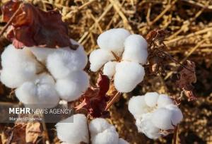 پیش‌بینی برداشت یک هزار تُن پنبه از مزارع گرمسار