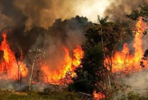 دستور رئیس سازمان بازرسی به بازرس کل استان مازندران در پی وقوع آتش‌سوزی در بخش‌هایی از جنگل‌های هیرکانی