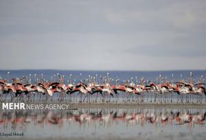 فلامینگوها در میانکاله