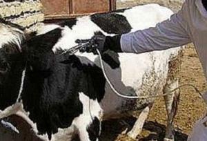 کانون‌های تب برفکی در کشور کاهش یافت