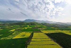کشت بیش از سه هزار هکتار حبوبات دیم در اراضی کشاورزی شهرستان قزوین