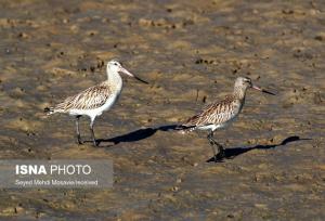 پایش میدانی زیستگاه‌های پرندگان مهاجر در خاش