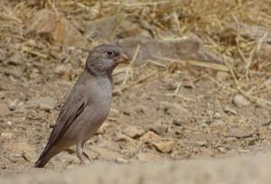 ثبت «سهره صورتی» فهرست پرندگان قزوین