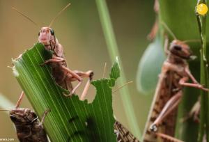 احتمال ورود ملخ صحرایی از هند به استان‌های جنوبی کشور