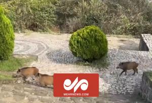 جولان گله گرازهای وحشی در شهر سیریک