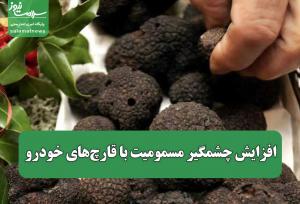 افزایش چشمگیر مسمومیت با قارچ‌های خودرو
