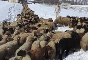 کشف ۵۵۴ رأس احشام قاچاق در نوار مرزی هنگ بانه