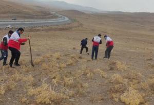 کشت بادامک و ارژن در ۲۰ هکتار از گردنه زاغه ملایر