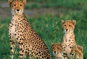 تلاش‌ها برای حفاظت از یوز ایرانی به کجا رسید؟