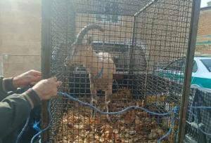 کشف و ضبط یک رأس کل وحشی در بازرسی از یک کارواش در ایلام