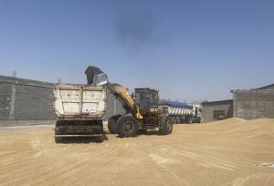 خرید تضمینی ۱۰۲هزار تن گندم در استان مازندران