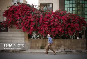 توسعه فضای سبز اهواز با احیای «گل‌های کاغذی»